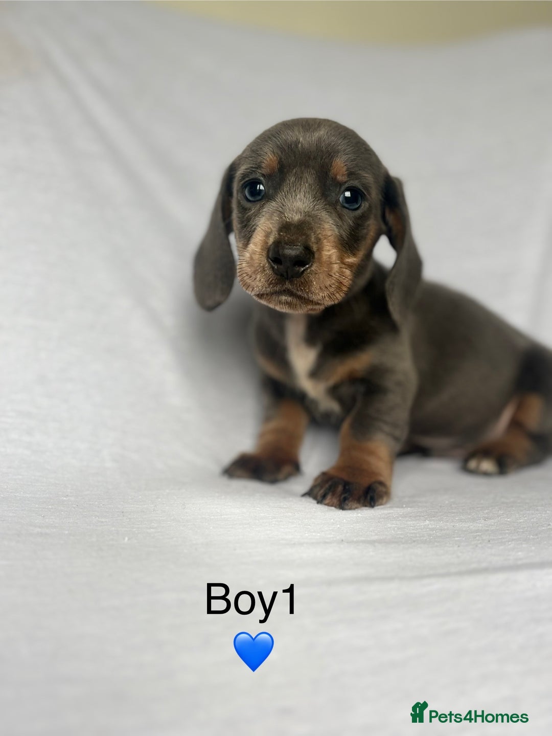 Miniature Dachshund dogs for sale: Beautiful babies ready for there5⭐️ home - Advert 14