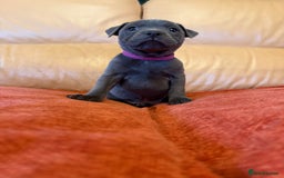 Staffordshire Bull Terrier dogs for sale: Gorgeous KC Reg/Health Tested Blue SBT Puppies - Image 7