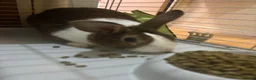 Dutch rabbits for sale: Dutch rabbit (URGENT need for rehousing) in London - Advert 3