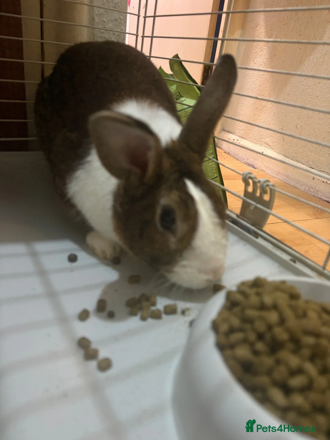 Dutch rabbits for sale: Dutch rabbit (URGENT need for rehousing) in London - Advert 3