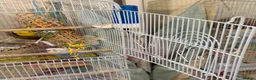 Budgerigars birds for sale: Large white bird cage - Advert 2