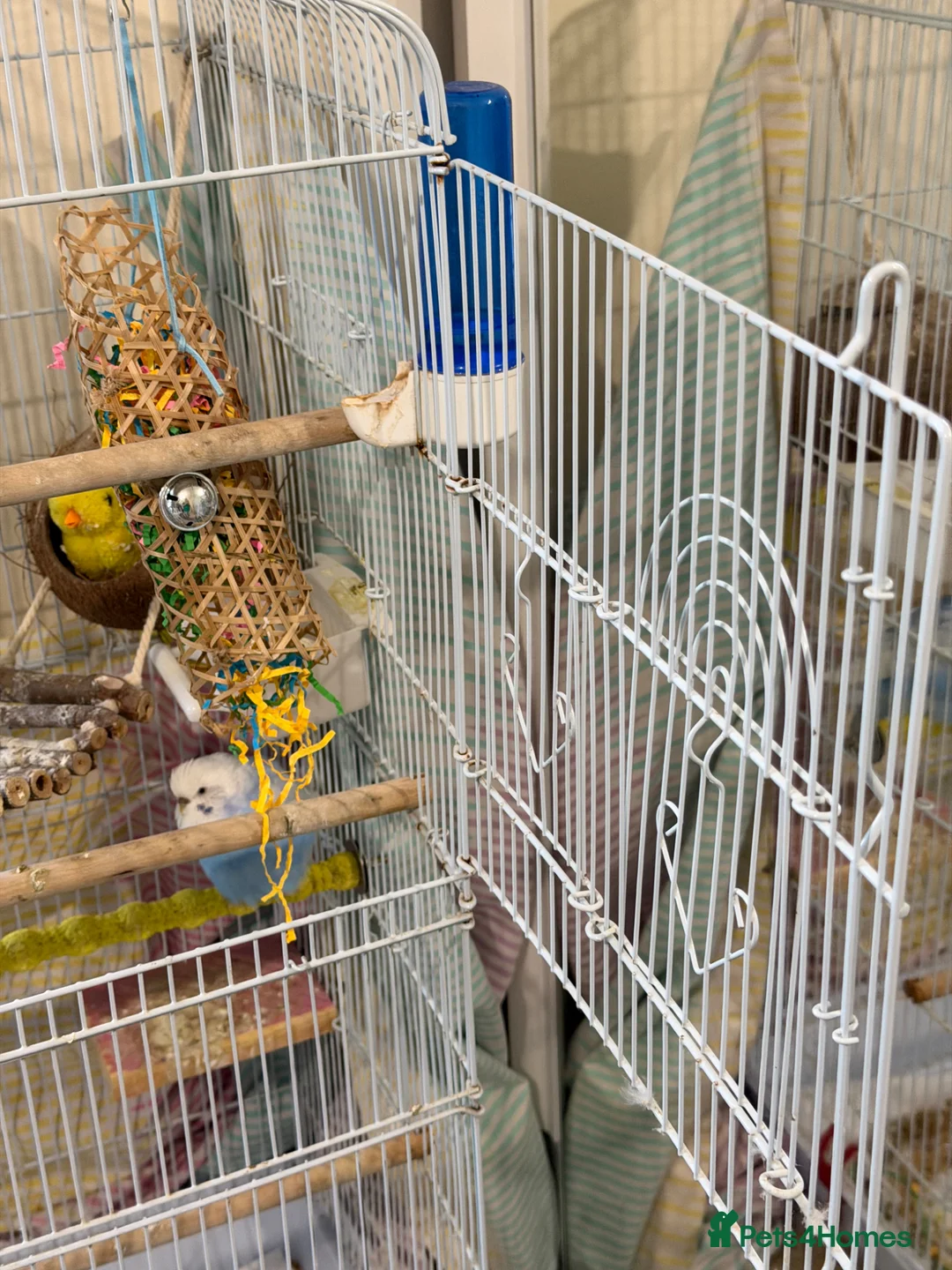 Budgerigars birds for sale: Large white bird cage - Advert 2