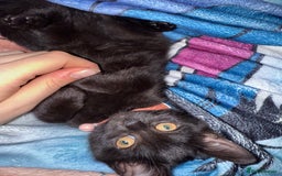 British Shorthair cats for sale: 2x male kittens ready to go now  - Image 7