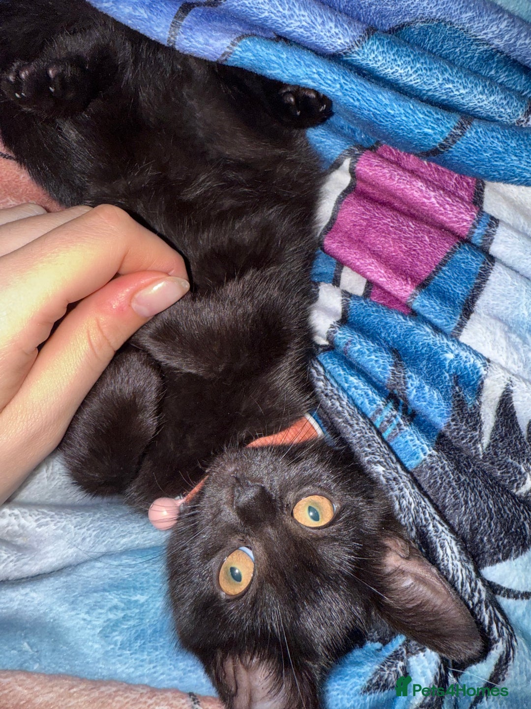 British Shorthair cats for sale: 2x male kittens ready to go now  - Image 7