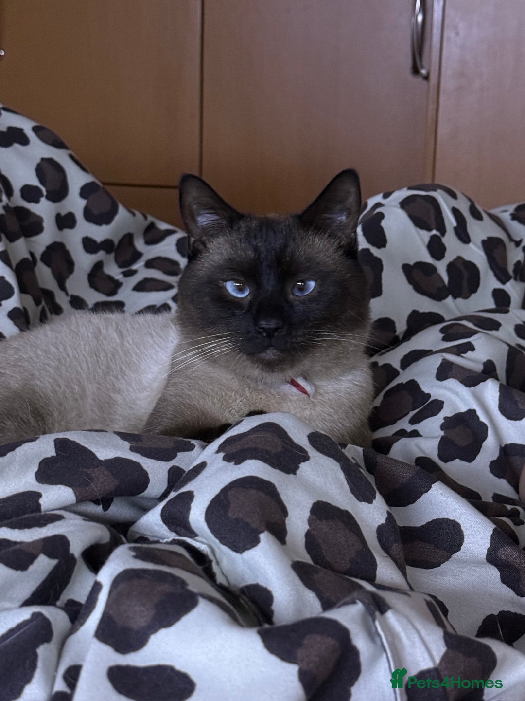 Siamese cats for sale: Moro, a boy  - Advert 5