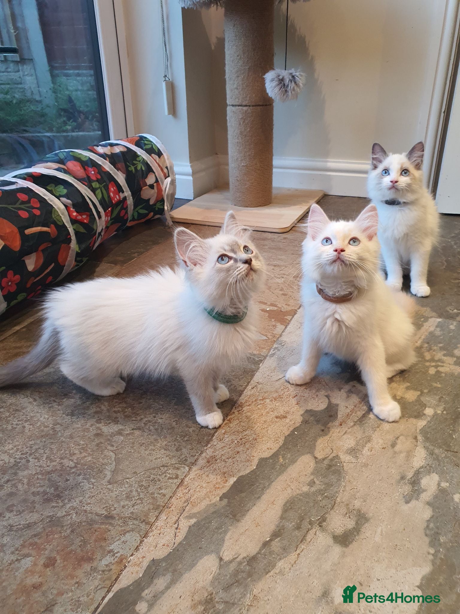 Ragdoll cats 💖Very Beautiful GCCF Registered Ragdoll Kittens. - Advert 2