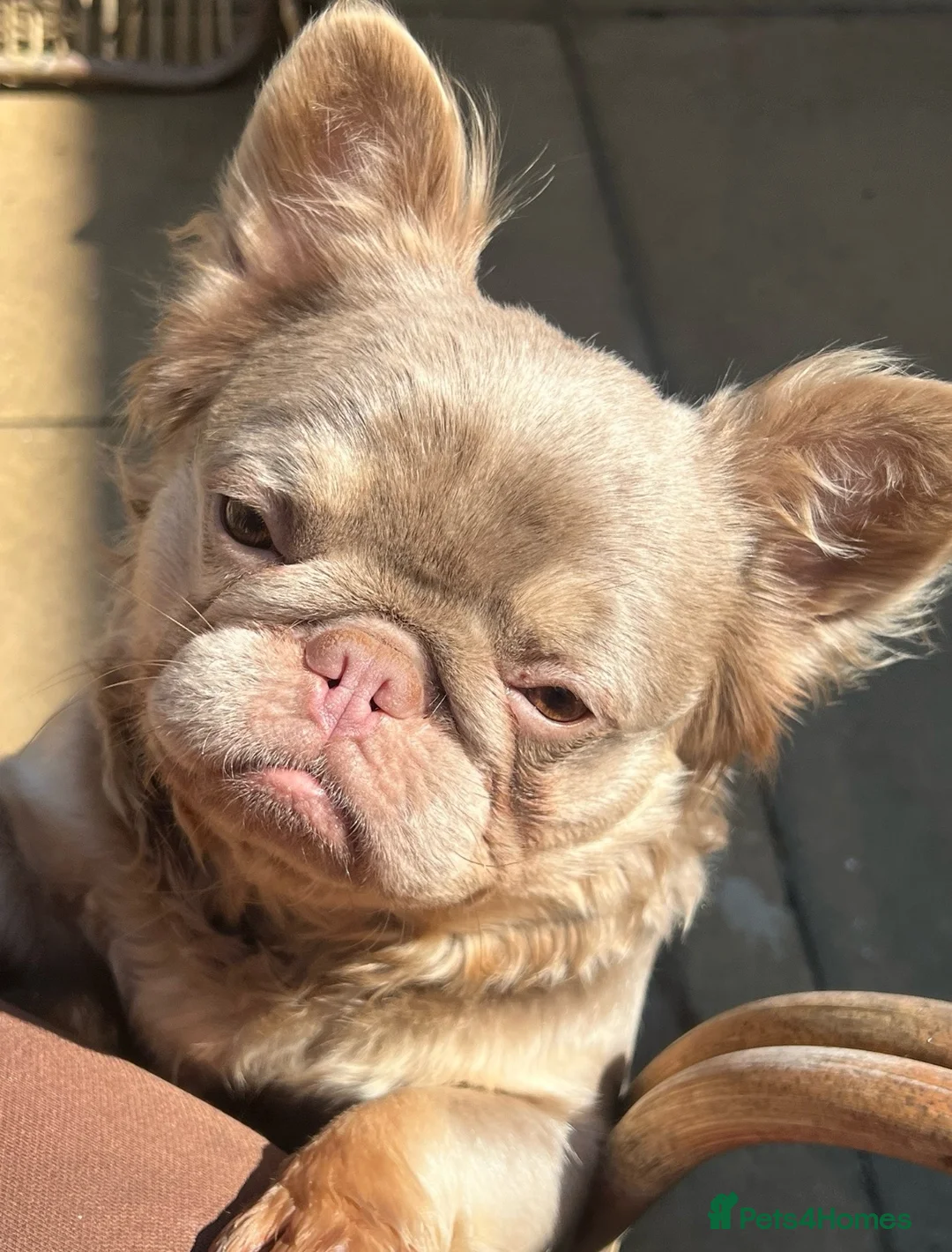 French Bulldog dogs for sale: Female Fluffy Frenchie Carrying Pink🎀 - Advert 1