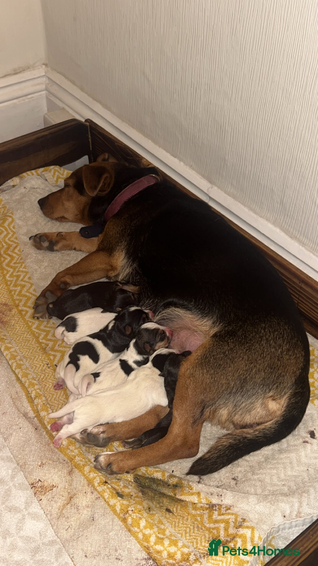 Jack Russell dogs for sale: Jack Russell Pups. 2 girls 2 boys  - Advert 15