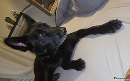Belgian Shepherd Dog dogs for sale: Black Male Belgium Shepherd  - Image 8