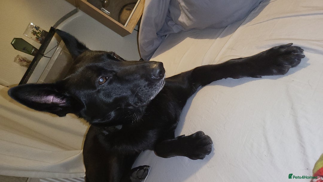 Belgian Shepherd Dog dogs for sale: Black Male Belgium Shepherd  - Image 8