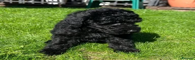 Labradoodle 2