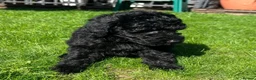 Labradoodle dogs for sale: READY NOW! Mini Labradoodles Health tested parents in Leicester - Advert 18