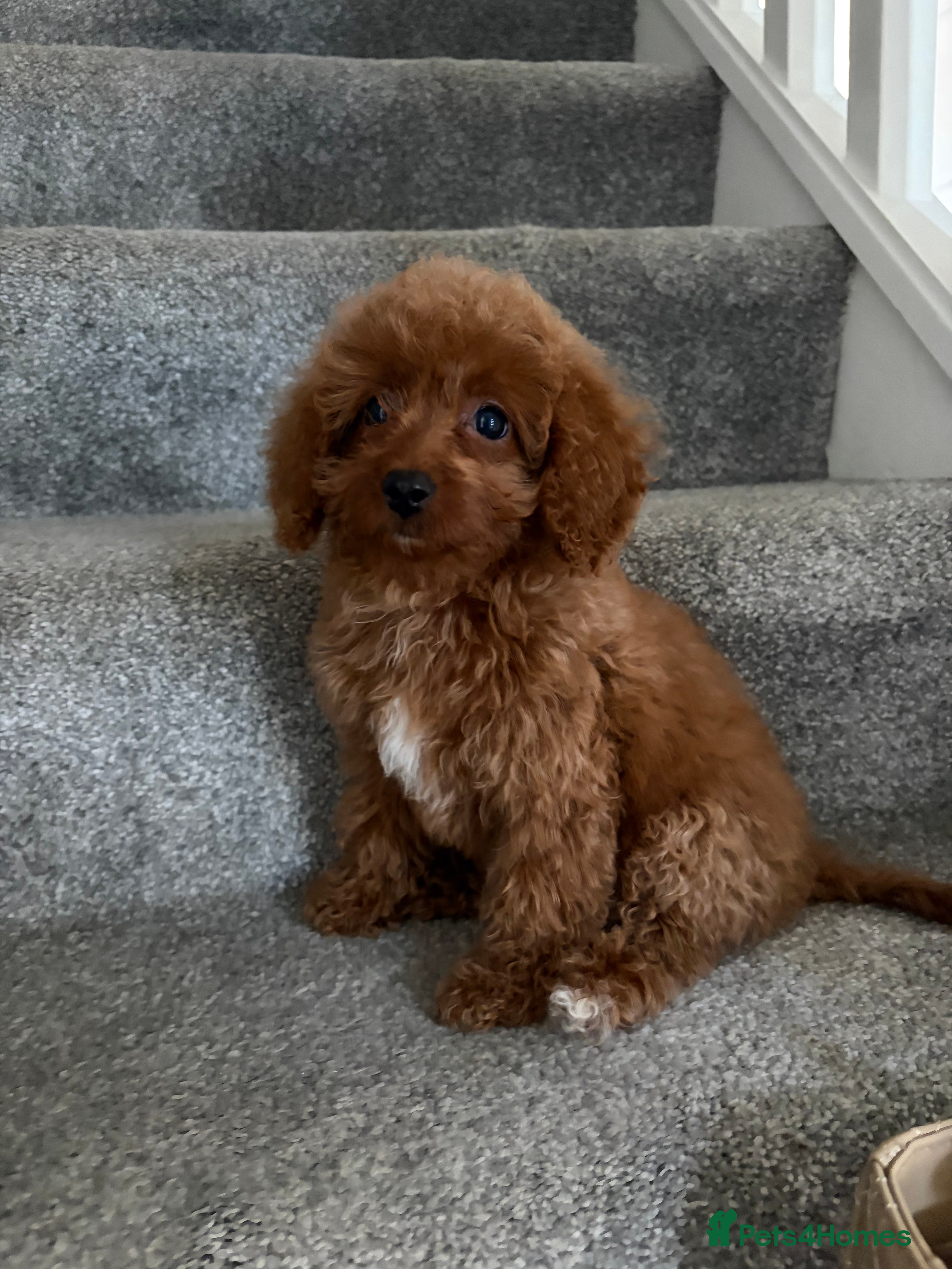 Cavapoo dogs 1 Stunning Redfox F1B teddy toy cavapoo available  - Advert 2