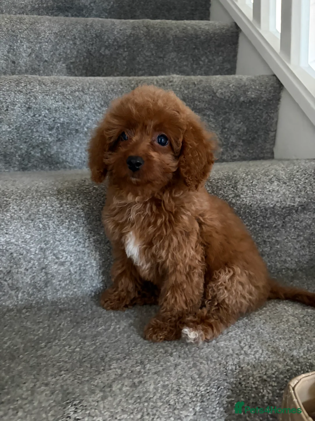 Cavapoo dogs for sale: 1 Stunning Redfox F1B teddy toy cavapoo available  - Advert 2