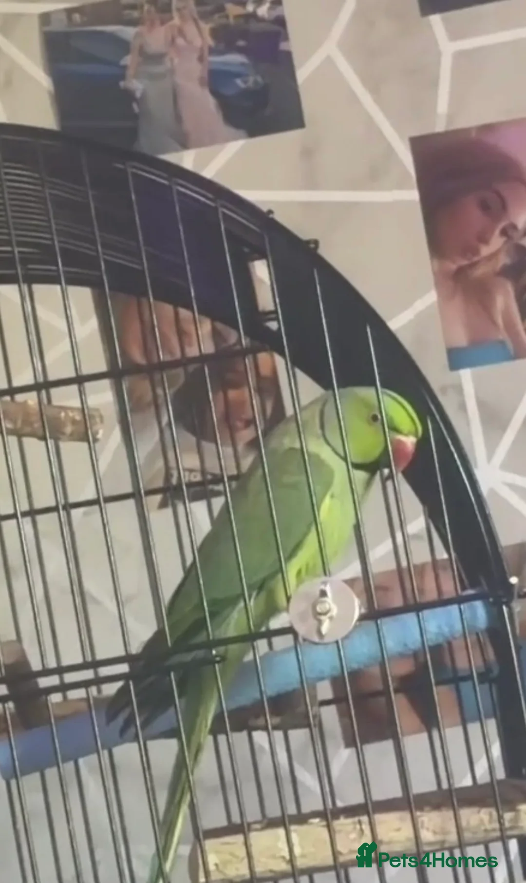 Ringnecks birds for sale: Beautiful male ringneck - Advert 3