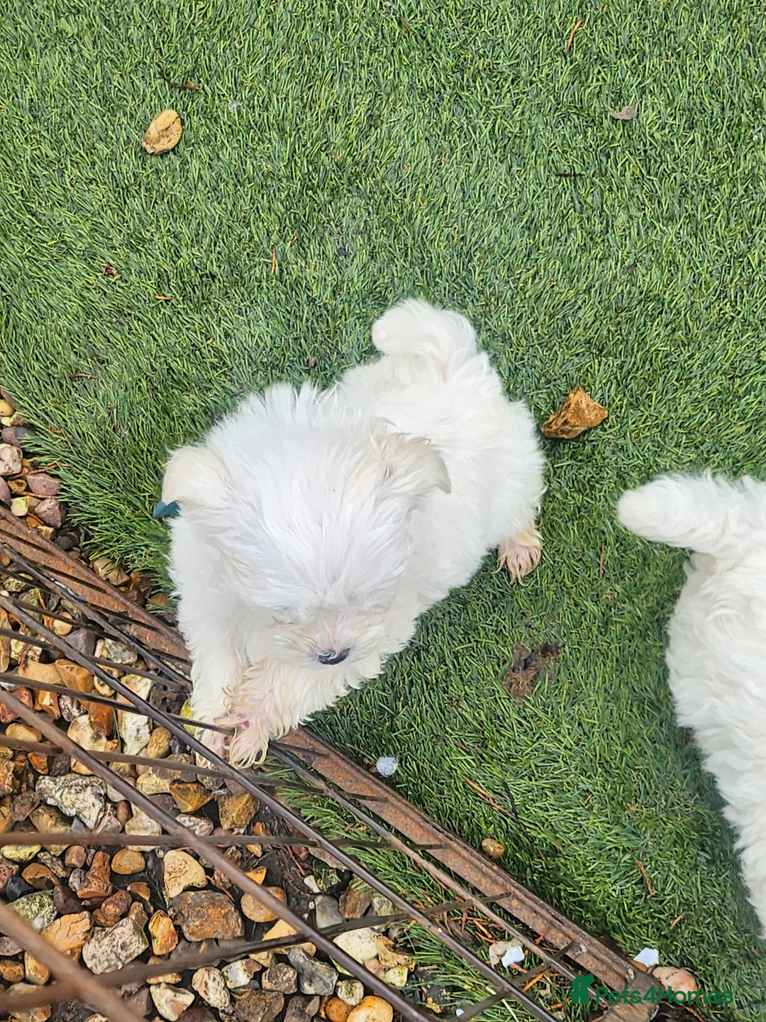 Mixed Breed dogs for sale: Bichion x maltese puppys - Advert 5