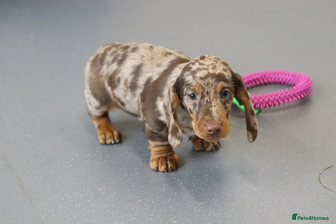 Miniature Dachshund dogs for sale: Beautiful Miniature Dachshund puppies for sale - Advert 6