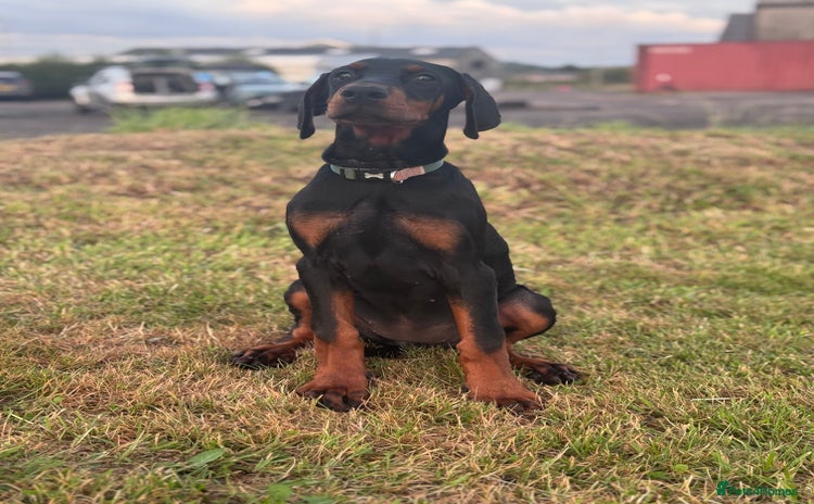 Dobermann dogs in Ormskirk - Advert 14