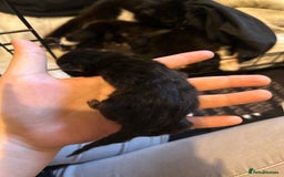 Mixed Breed cats for sale: Mixed breed, mum is ragdol cross  - Image 2