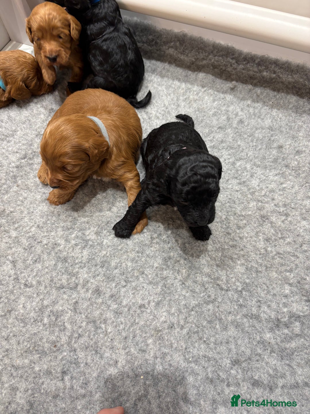Cockapoo dogs for sale: Beautiful F1B Cockapoo Puppies - Advert 14