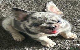 French Bulldog dogs for sale: 🐾Ready now 🔥Fluffy French bulldogs🔥🐾 in Rotherham - Image 13