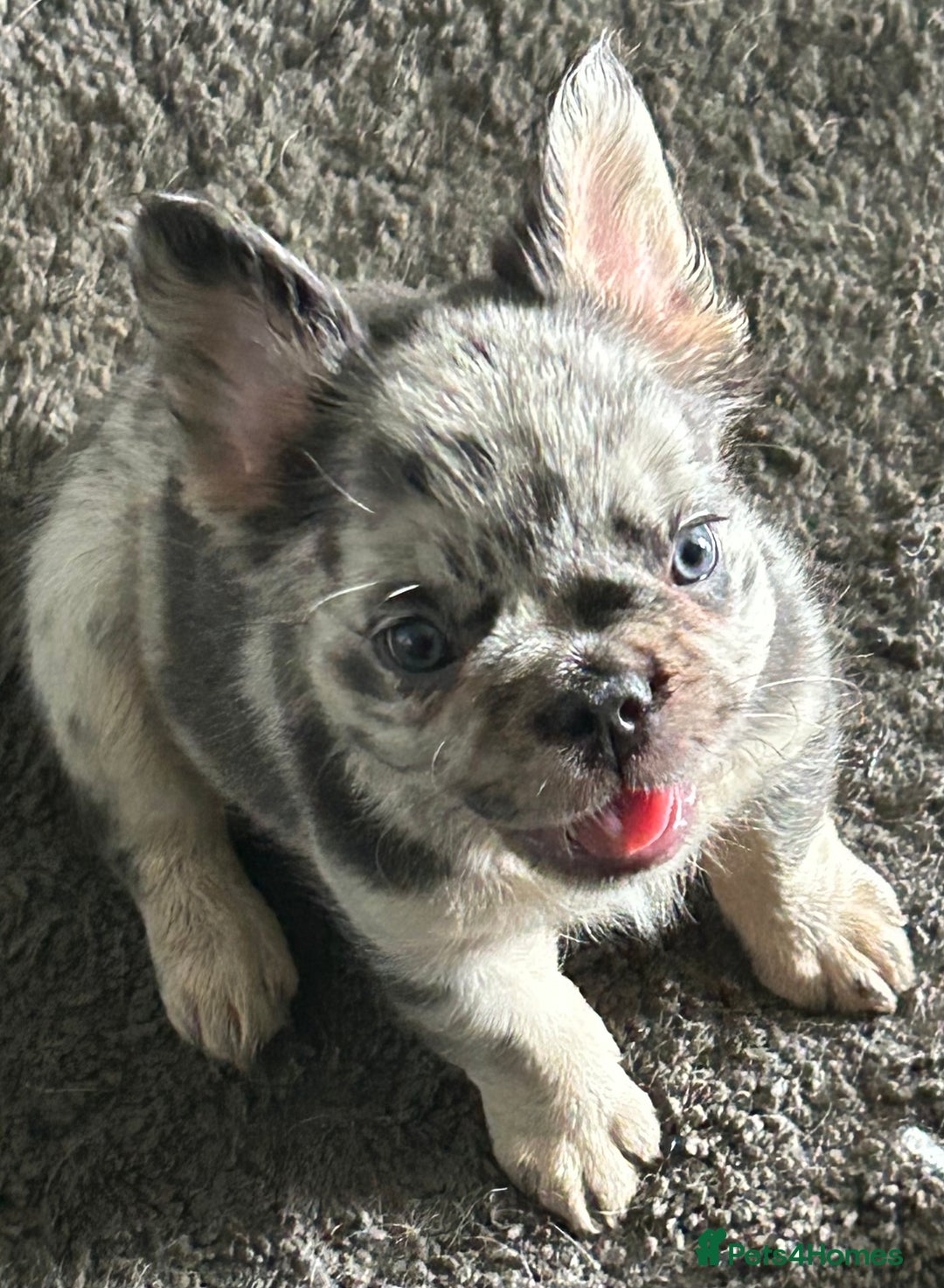 French Bulldog dogs for sale: 🐾Ready now 🔥Fluffy French bulldogs🔥🐾 in Rotherham - Image 13