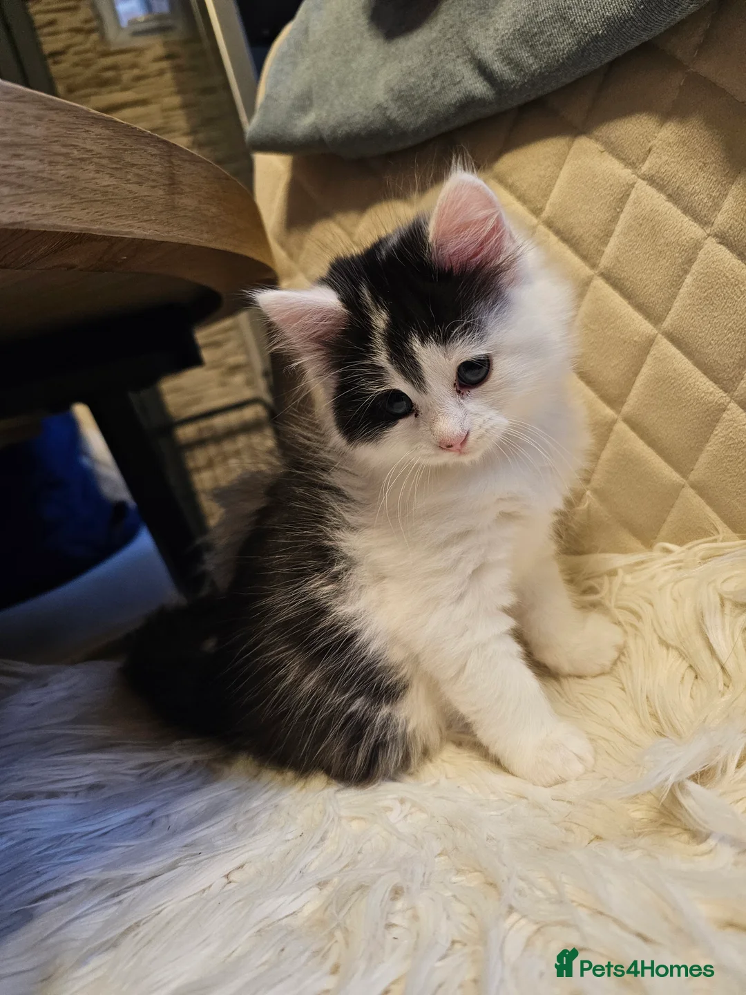 Turkish Angora cats for sale: Black and white kitten ready for a new home 🐾 - Advert 5