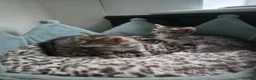 Mixed Breed cats for sale: 2 kittens ready for new home in Dudley - Advert 3