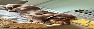 Miniature Dachshund 3