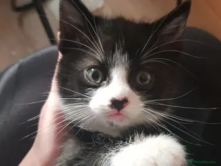 Mixed Breed cats Male tuxedo kitten - Advert 5