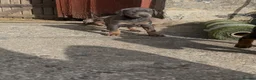 Dobermann dogs for sale: !! 1 FAWN MALE LEFT!! Dobermann puppies for sale  - Advert 13
