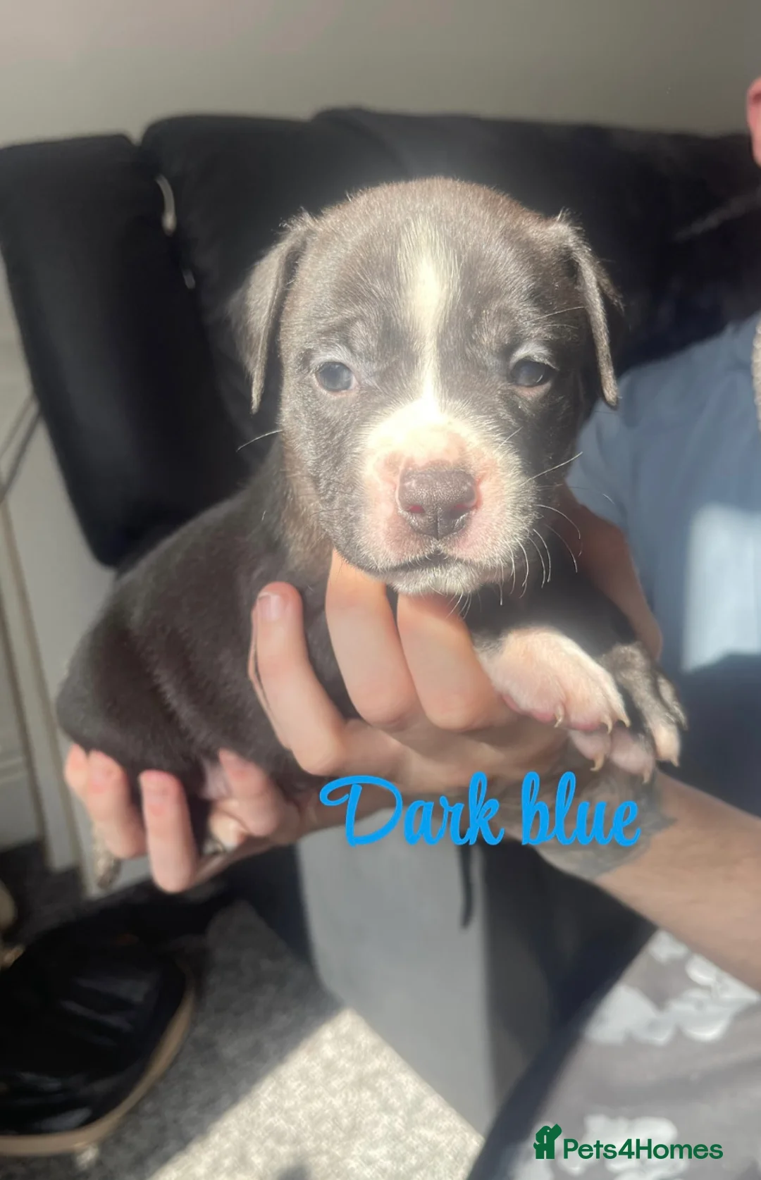 Mixed Breed dogs for sale: **last one** Old tyme English bulldog x - Advert 1