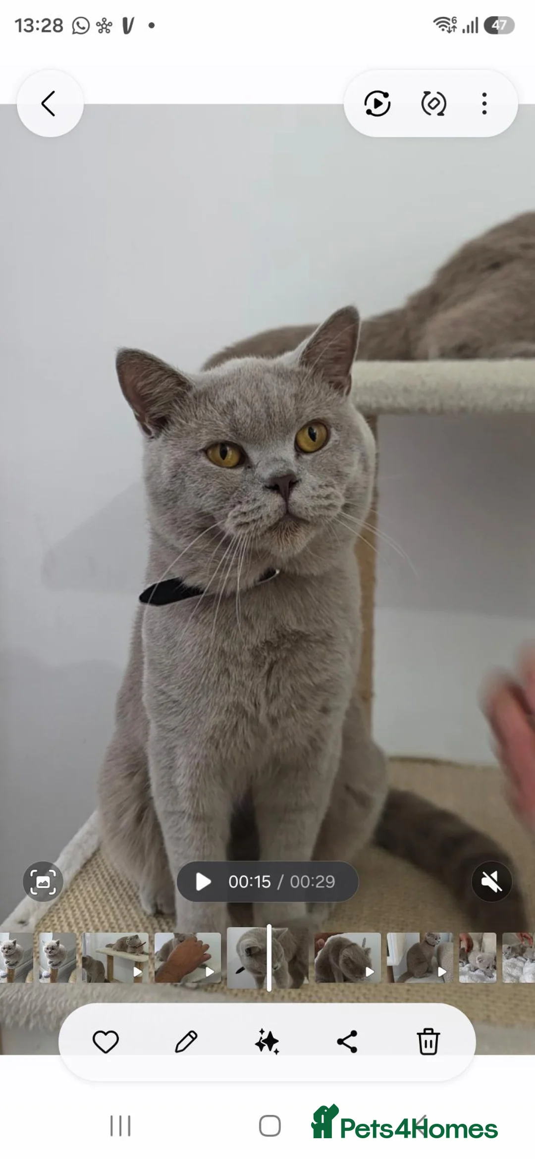 British Shorthair cats for sale: Male lilac British Shorthair  in Walsall - Advert 2