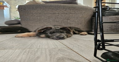 German Shepherd dogs - Advert 2