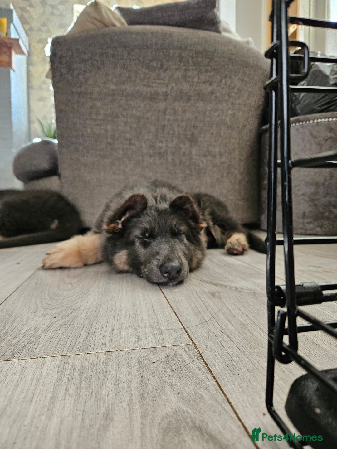 German Shepherd dogs for sale: 2 Beautiful Girls Available  - Image 3