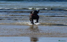 Weimaraner dogs for stud: Blue weimaraner for stud in Elgin - Image 2