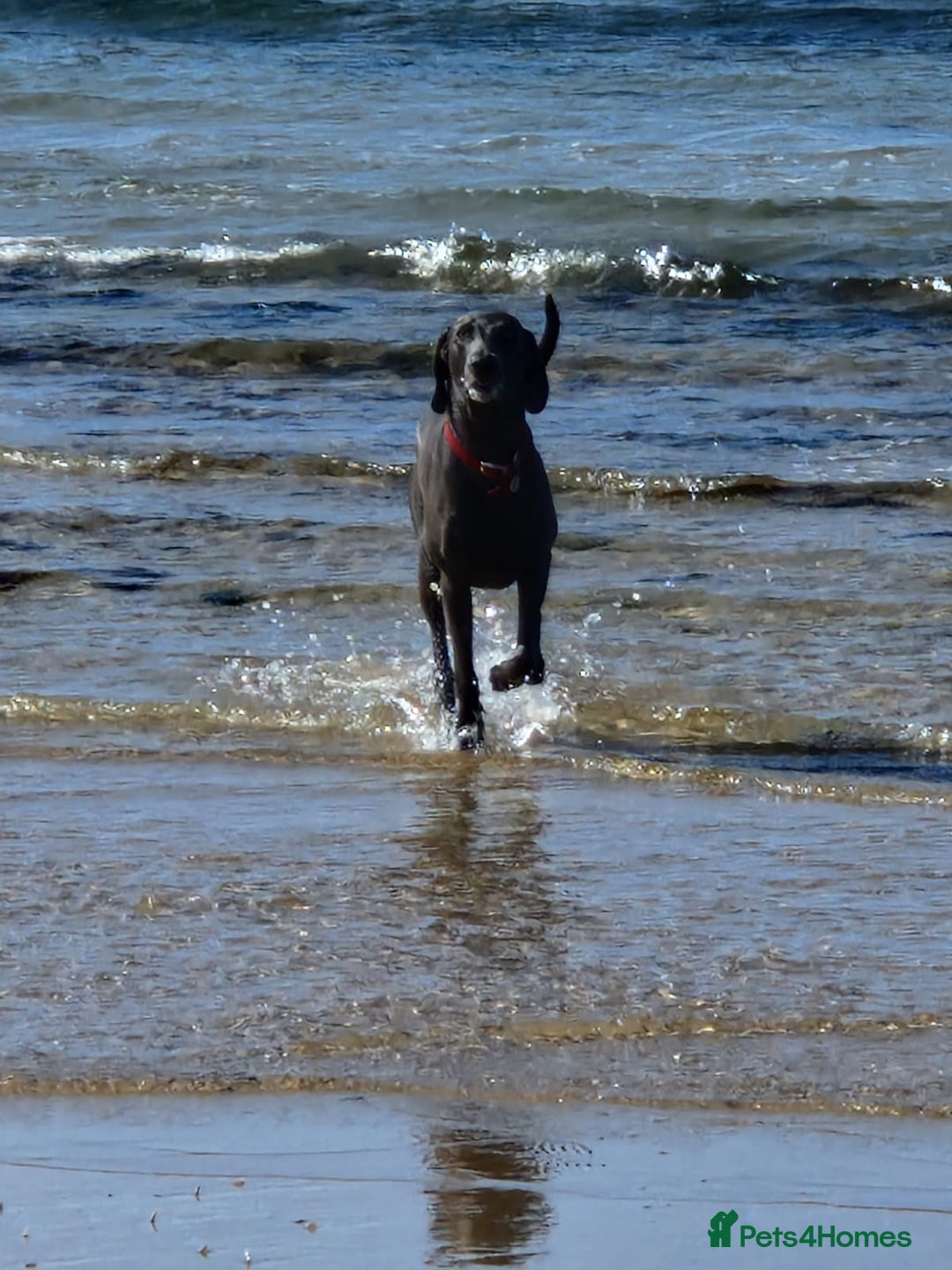 Weimaraner dogs for stud: Blue weimaraner for stud in Elgin - Image 2