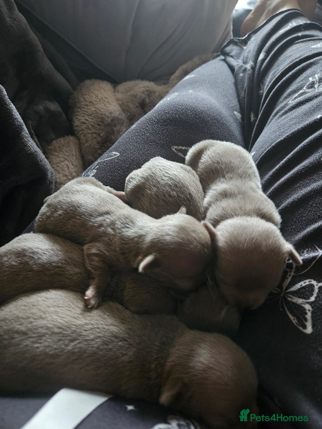 Chihuahua dogs for sale: Kc lilac small chihuahua  - Image 5