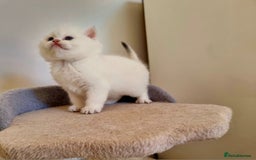 British Shorthair cats for sale: GCCF Chunky Silver tipped health tested parents - Image 20