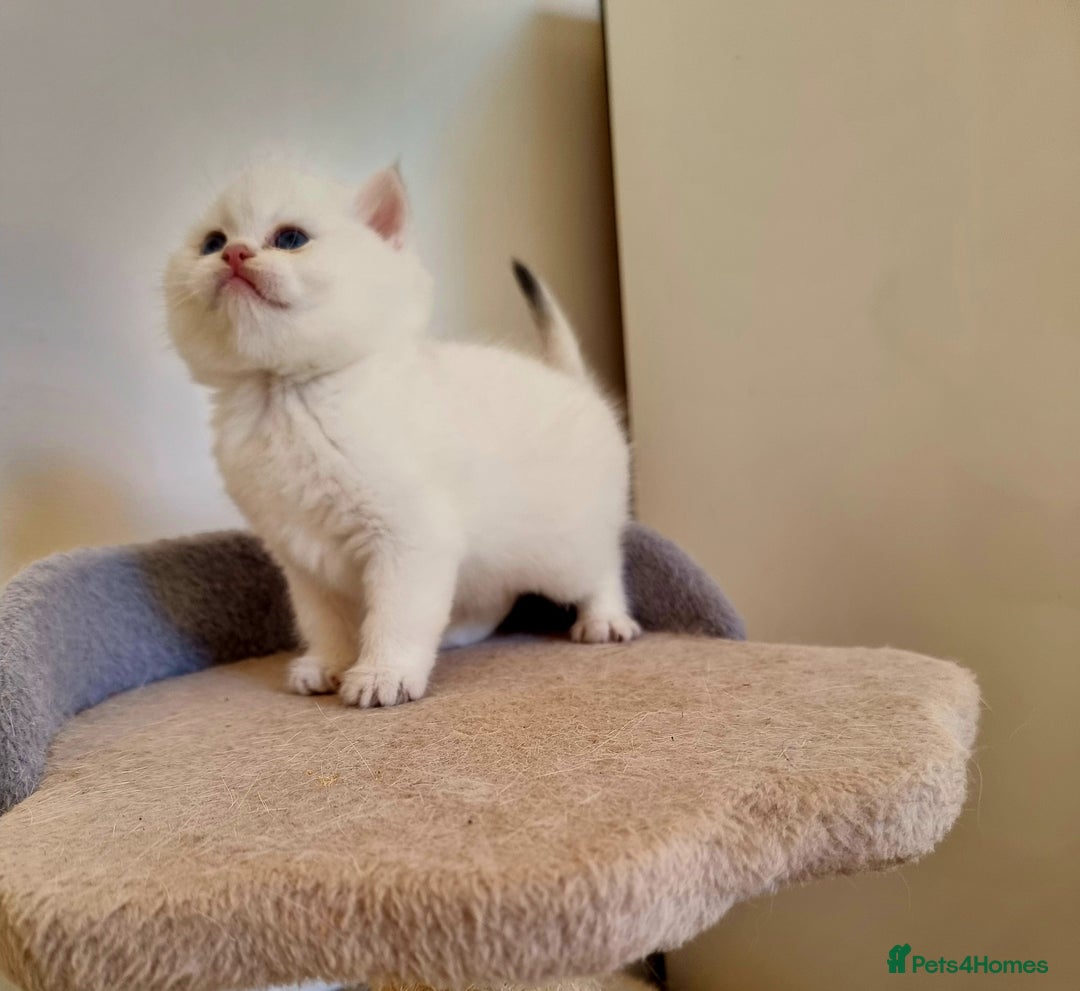 British Shorthair cats for sale: GCCF Chunky Silver tipped health tested parents - Image 20