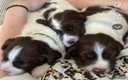 English Springer Spaniel dogs for sale: Beautiful English springer spaniel puppies - Image 13