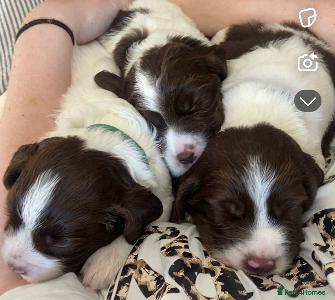 English Springer Spaniel dogs for sale: Beautiful English springer spaniel puppies - Image 13
