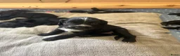 Sprocker dogs for sale: Two Beautiful Sprocker Spaniel Girls Available - Advert 5