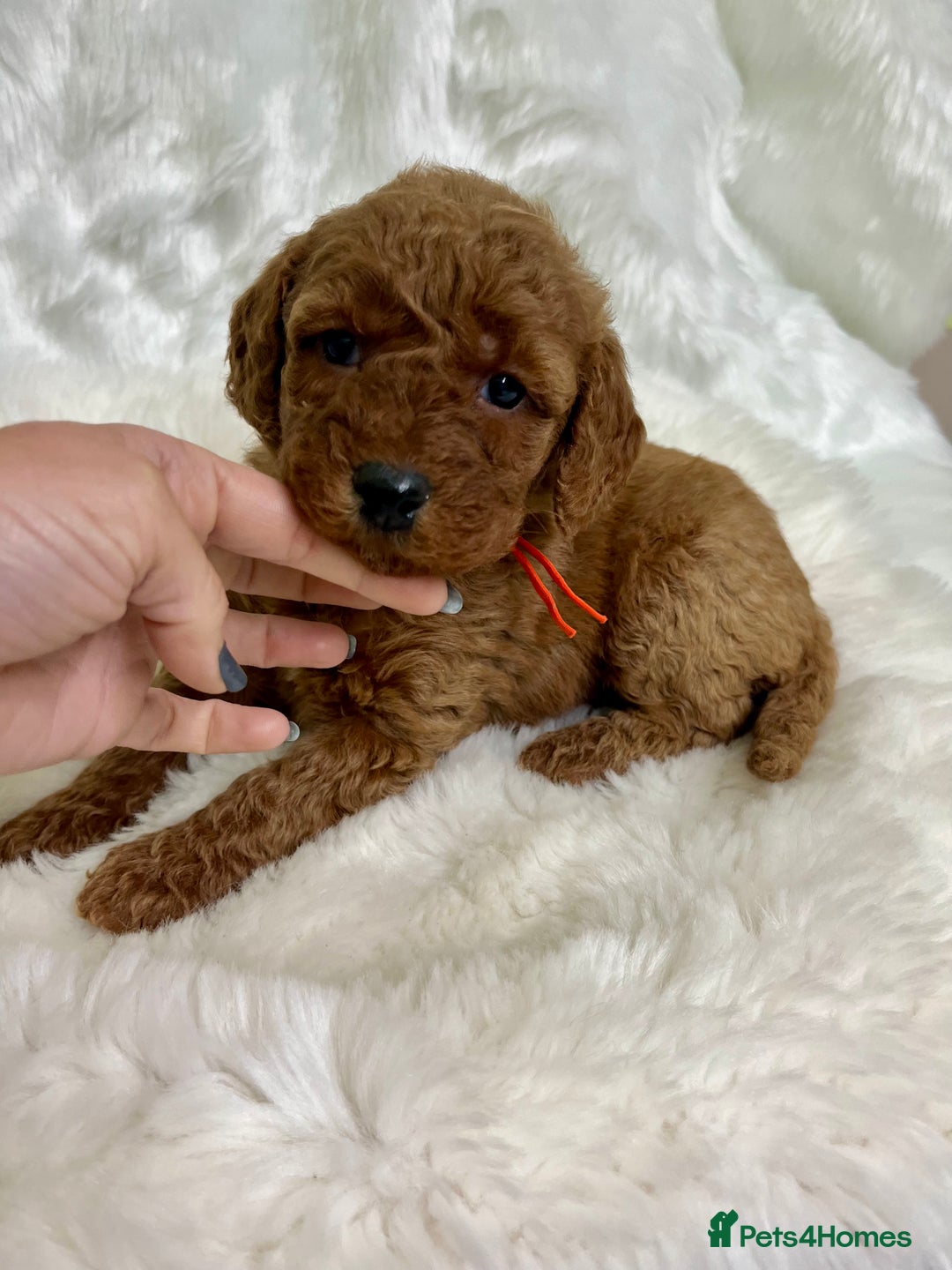 Goldendoodle dogs for sale: multigenerational Australian Golden doubledoodles - Advert 27