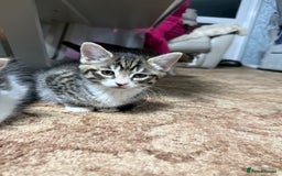 Mixed Breed cats for sale: 🐾 Free Kittens Looking for Loving Homes 🐾 - Image 6