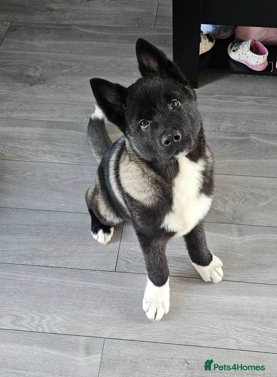 Akita dogs for sale: Kc registered big boy! - Advert 5