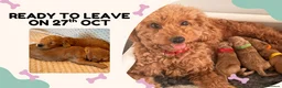 Cockapoo dogs for sale: Fox Red F2 Cockapoo Puppies - Advert 4