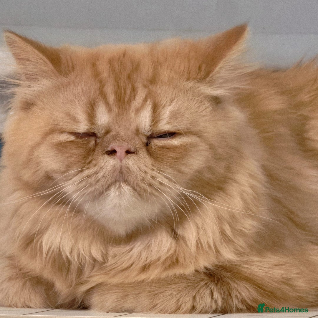 Persian cats for sale: Ginger Red Male Persian Kitten for Loving Home in London - Image 7