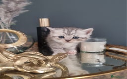 British Shorthair cats for sale: Blue eyed Silver tabby shaded BSH x Russian blue  - Image 15