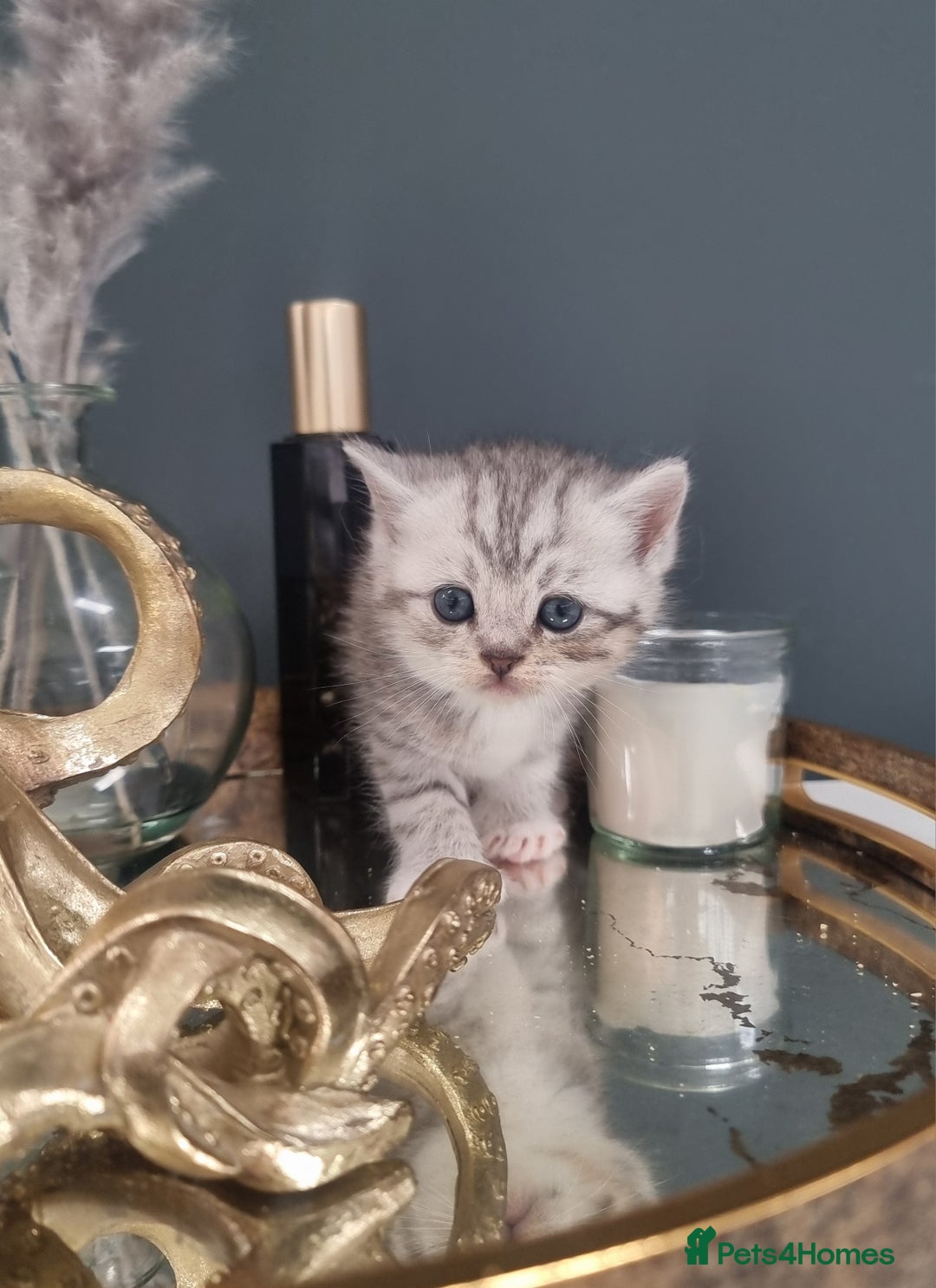 British Shorthair cats for sale: Blue eyed Silver tabby shaded BSH x Russian blue  - Image 15